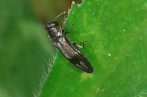 Buprestidae : Agrilus da ID